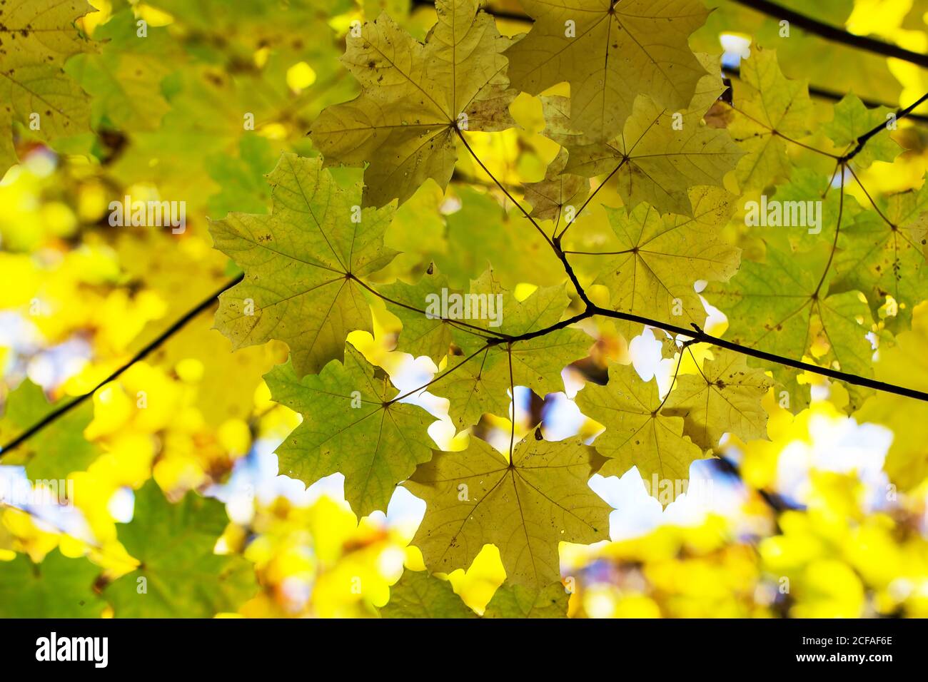 Closeup shot of autumn leaves Stock Photo - Alamy