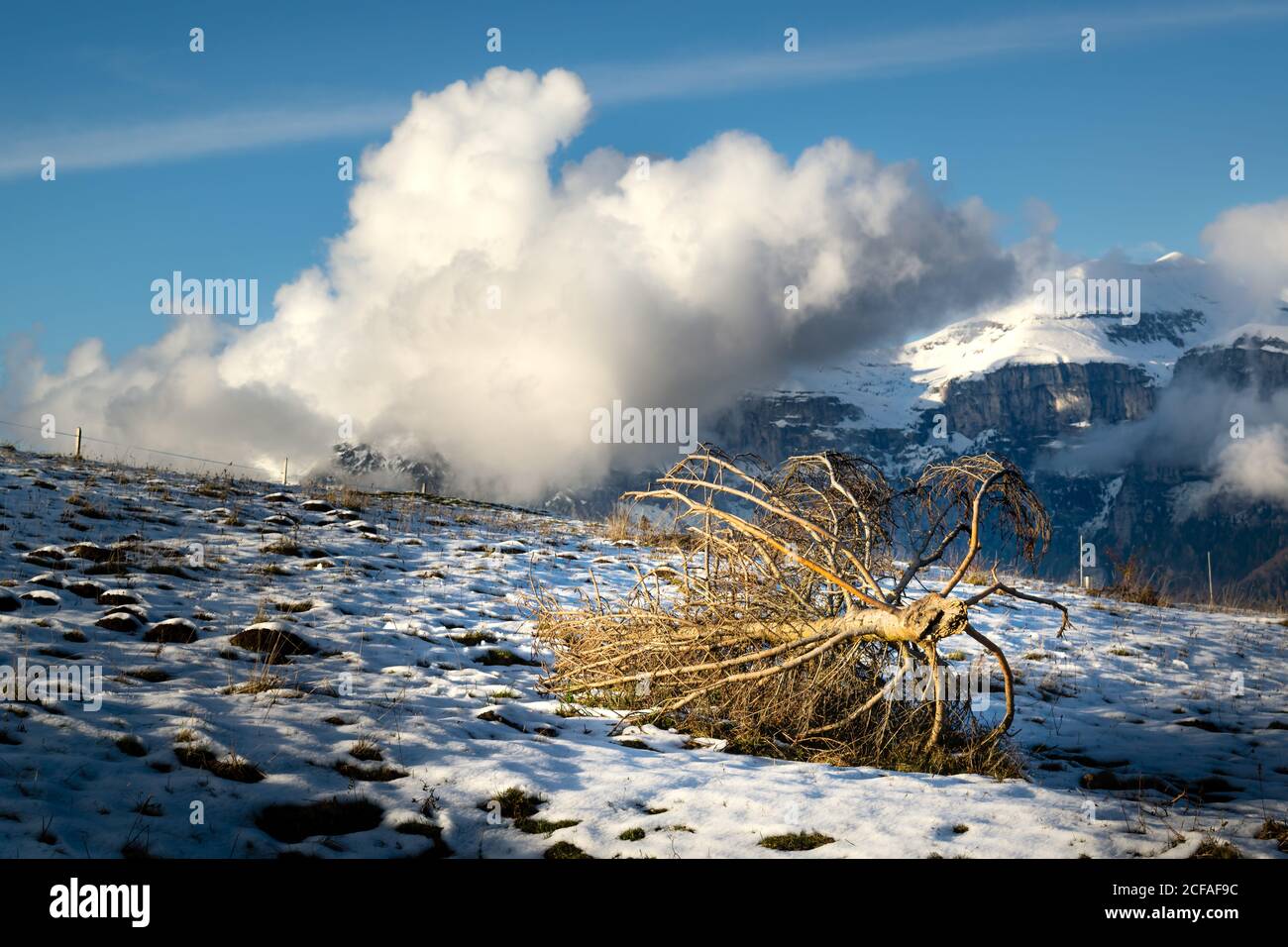Remains of uprooted fir lie in the snow. In the background the mountains shrouded in clouds. Tree ravaged by the fury of storm Vaia. Stock Photo
