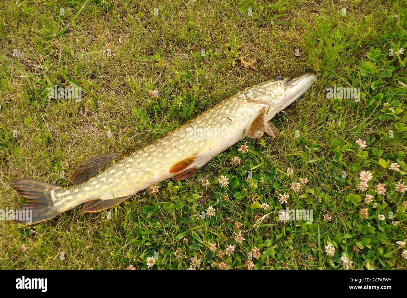 Brochet Poser Sur L Herbe Stock Photo Alamy