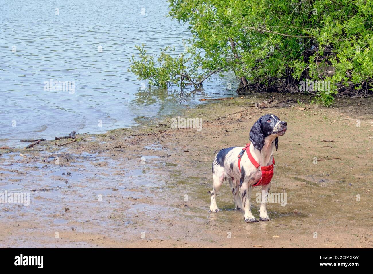 English Springer Spaniel in red harness looks up at owner, dripping wet, waiting for him to throw the stick into the water again to fetch. Stock Photo