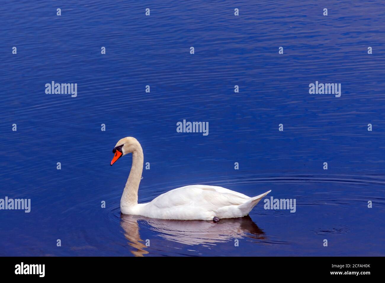 A mute swan, swims in Ruislip Lido reservoir, a 60-acre manmade lake, Ruislip Hillingdon, North West London, England, UK. Stock Photo