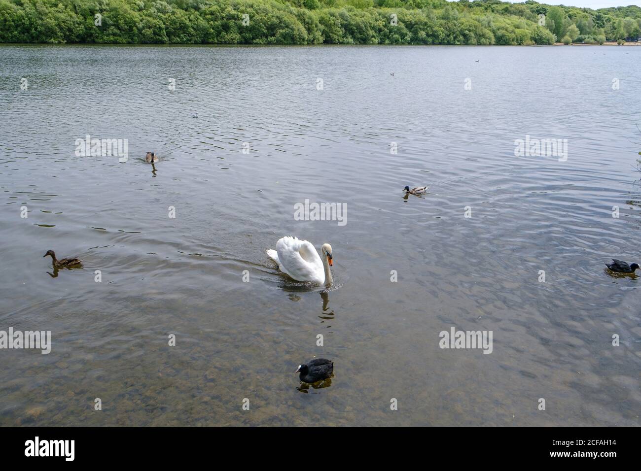 A mute swan, coots, male & female mallard ducks swim in Ruislip Lido reservoir, a 60-acre lake, Ruislip Hillingdon, North West London, England, UK. Stock Photo