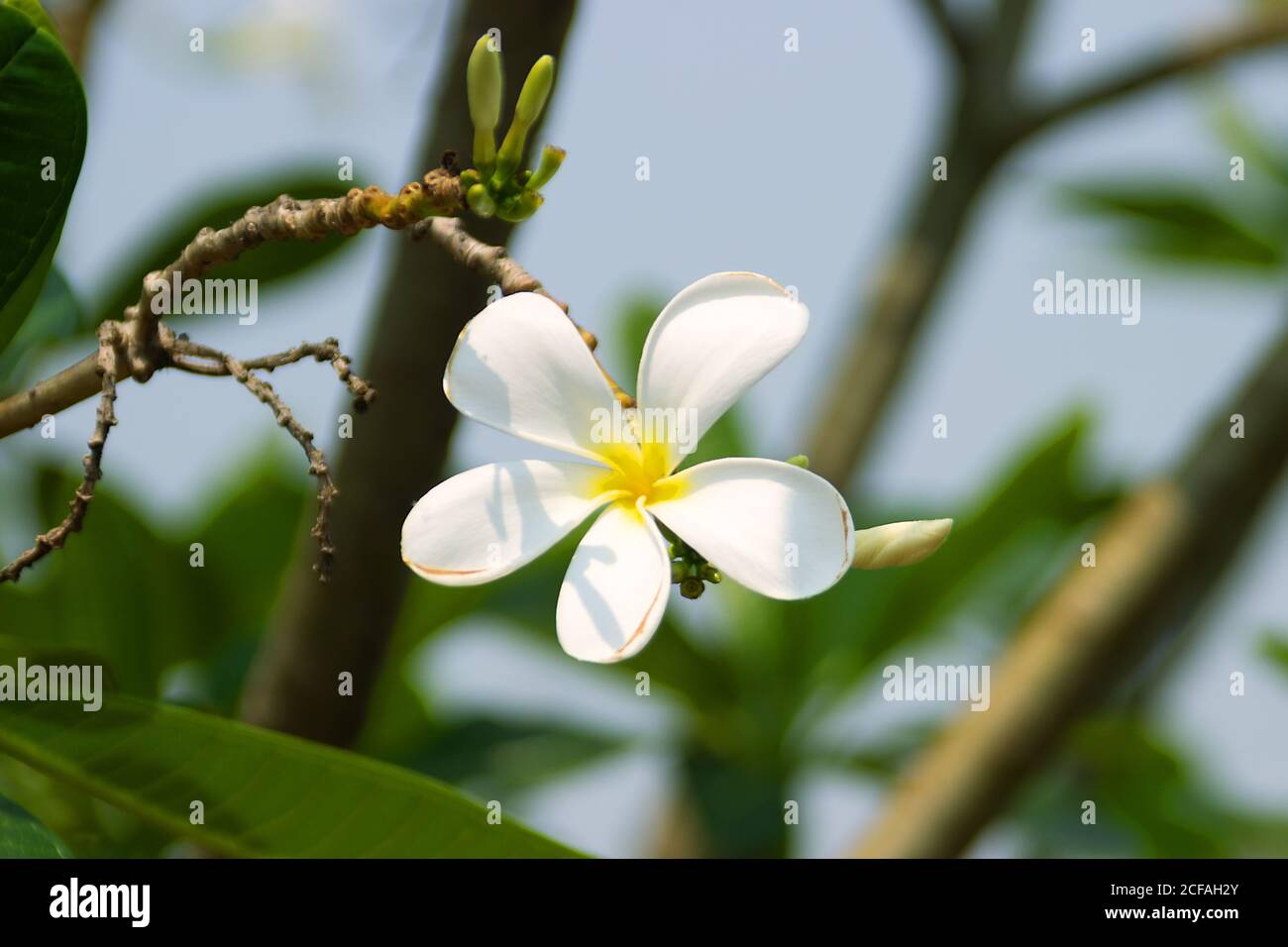 Plumeria most fragrant among beautiful flowers. Plants of paradise