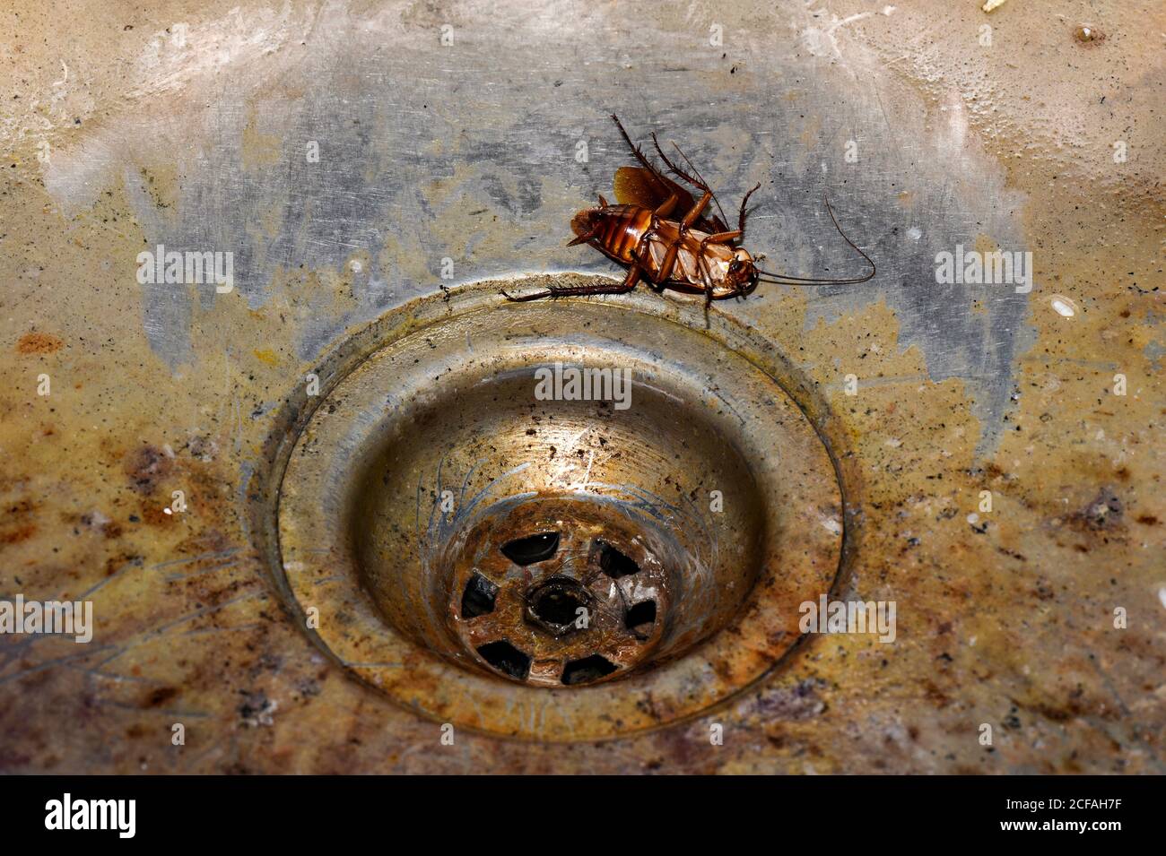 Disgusting Cockroach