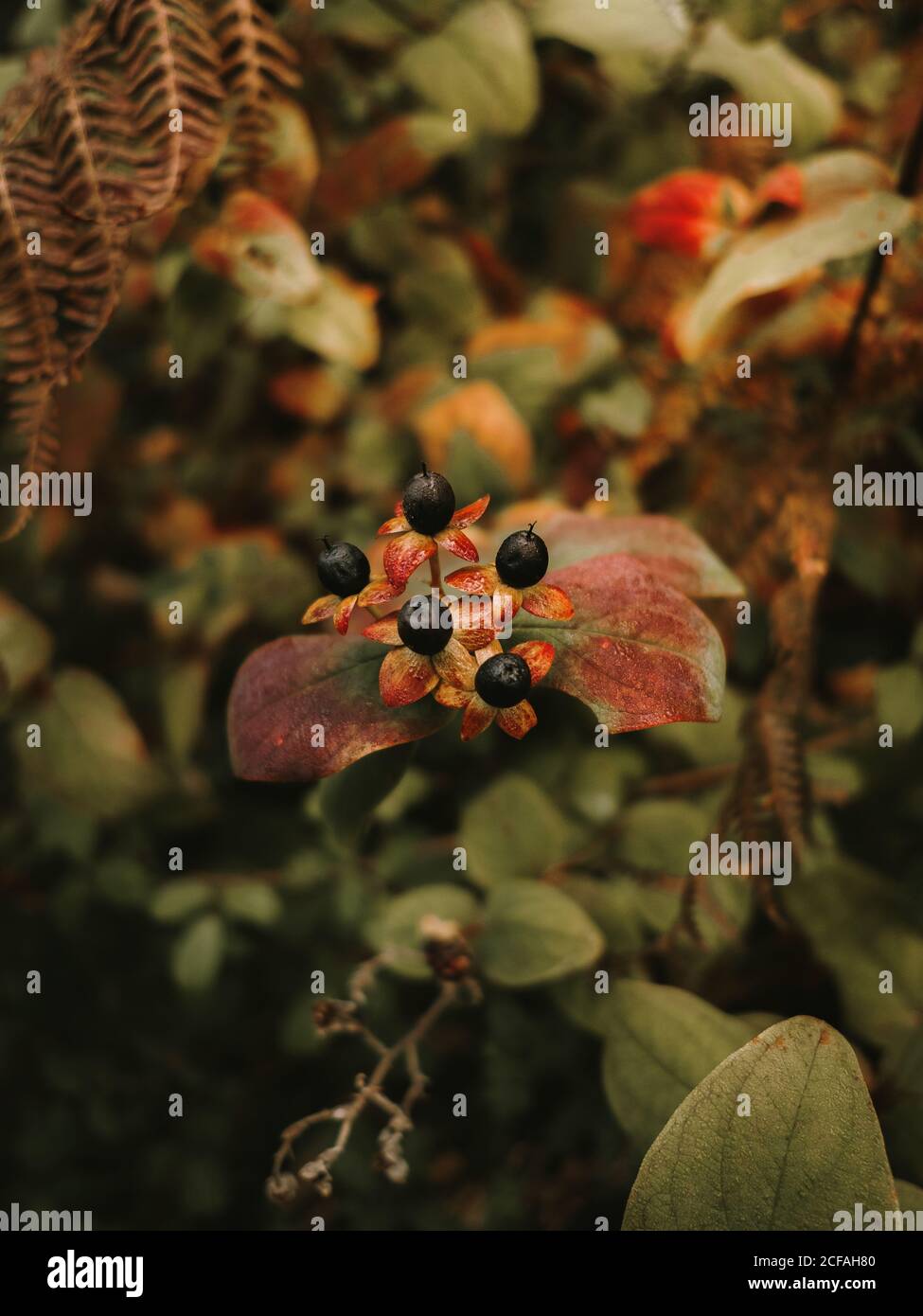 Deadly nightshade toxic black berries on red and orange flower heads