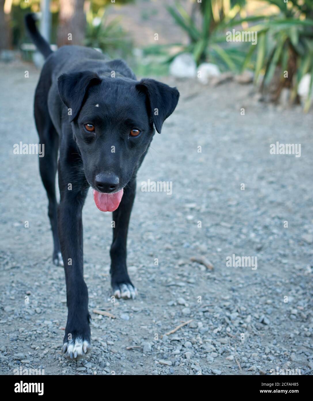 Cute black Patterdale Terrier dog walking on the asphalt ground Stock Photo