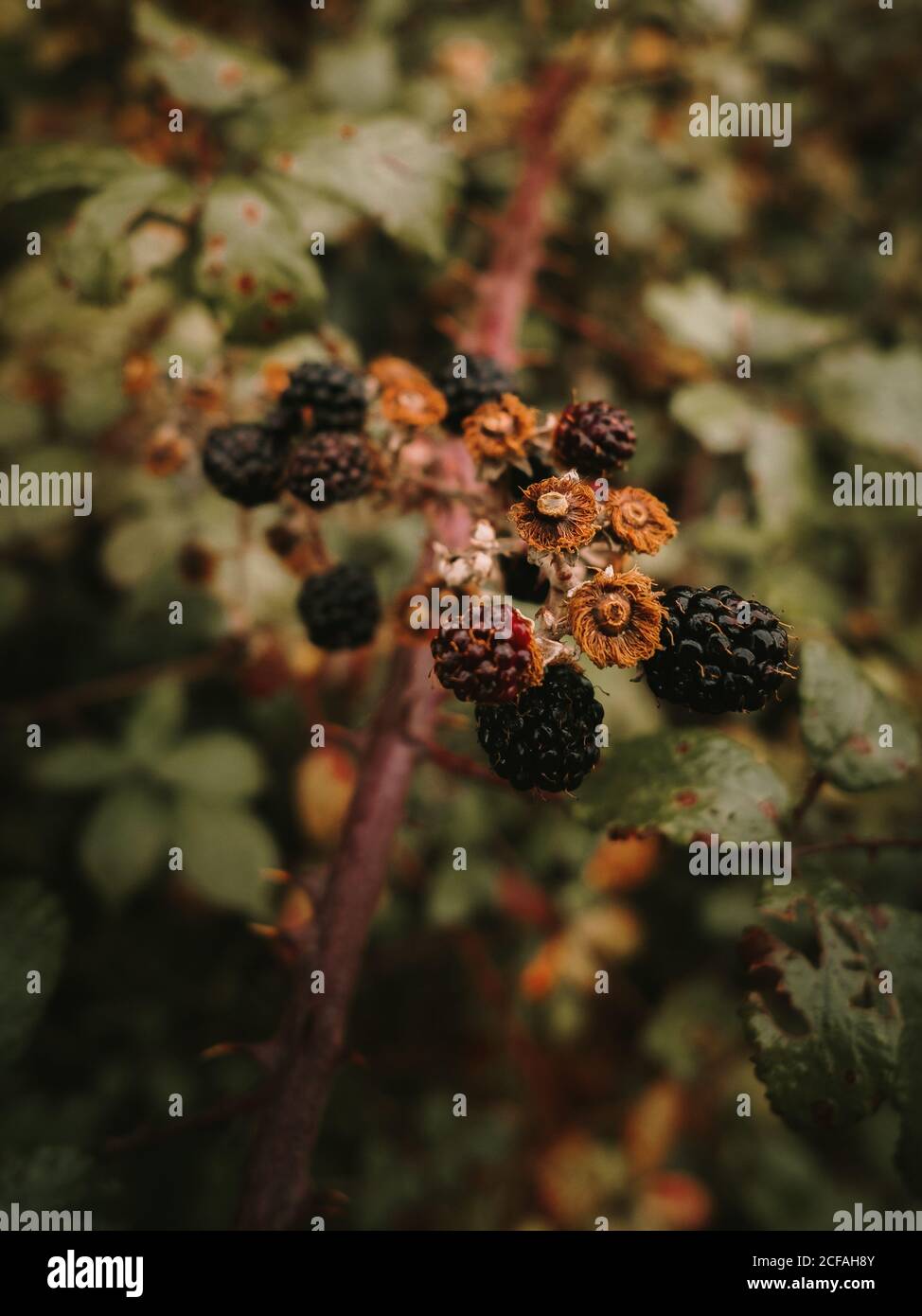 Wild fresh edible ripe and unripe blackberries with brown wilted flowers on shrub branch against blurred background of dappled green and orange leaves in autumn Stock Photo