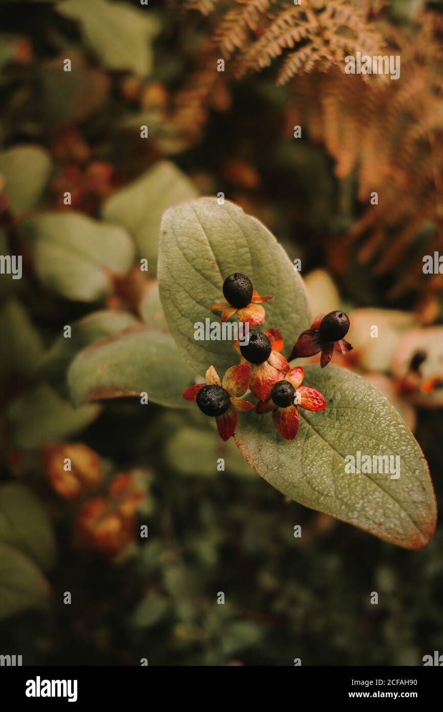 Deadly nightshade toxic black berries on red and orange flower heads with five petals on blurred background of green leaves with brown spots Stock Photo