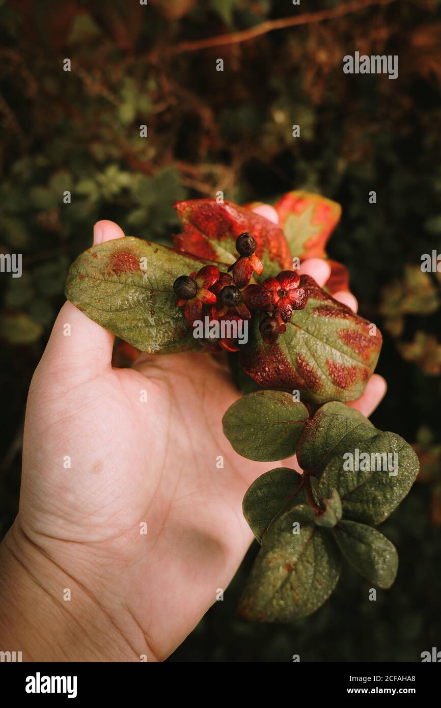 Crop unrecognizable person hand touching deadly nightshade toxic black berries on red flower heads with five petals on blurred background of green and orange leaves with brown spots in autumn Stock Photo