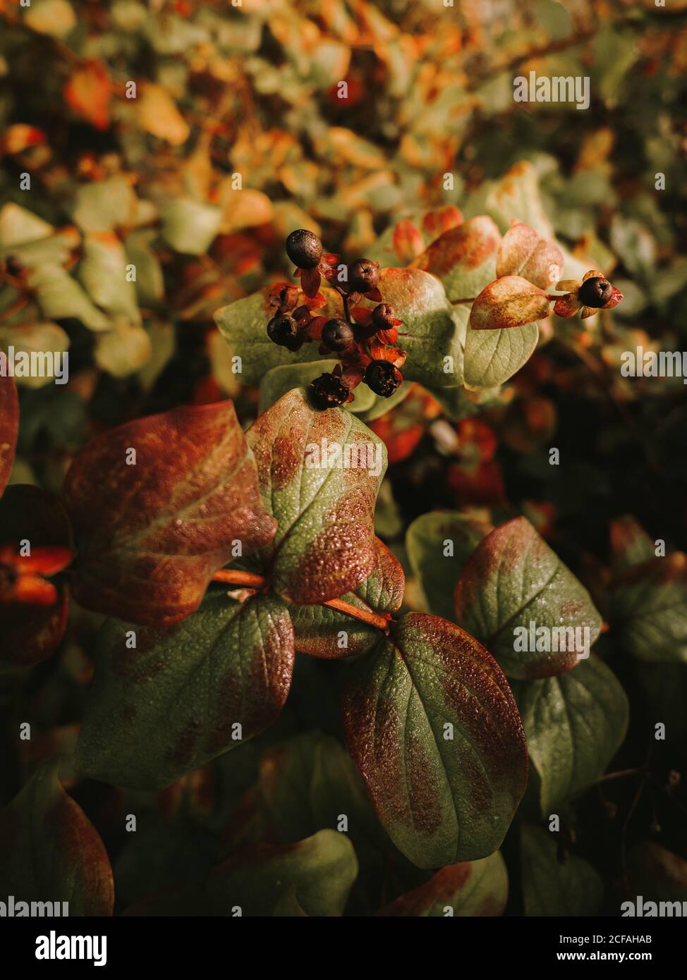 Deadly nightshade toxic black berries on red and orange flower heads