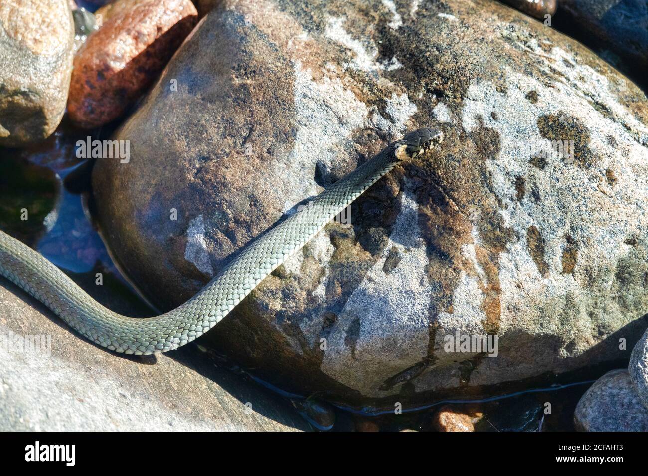Worm snake hi-res stock photography and images - Page 15 - Alamy