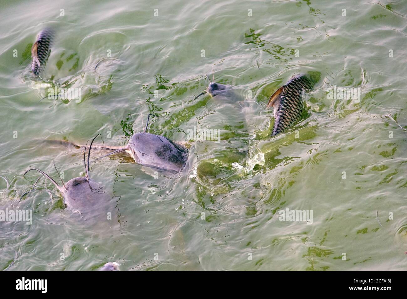 Walking catfish (Clarias batrachus) and Siamese carp feed on the surface of very muddy water, oxygen-poor habitats. Fish ponds and fish products in So Stock Photo