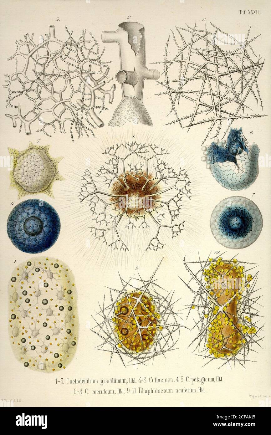 Coelodendrum gracillimum, Collozoum, C. Pelagicum, C. Coeruleum, Rhaphidozoum Stock Photo