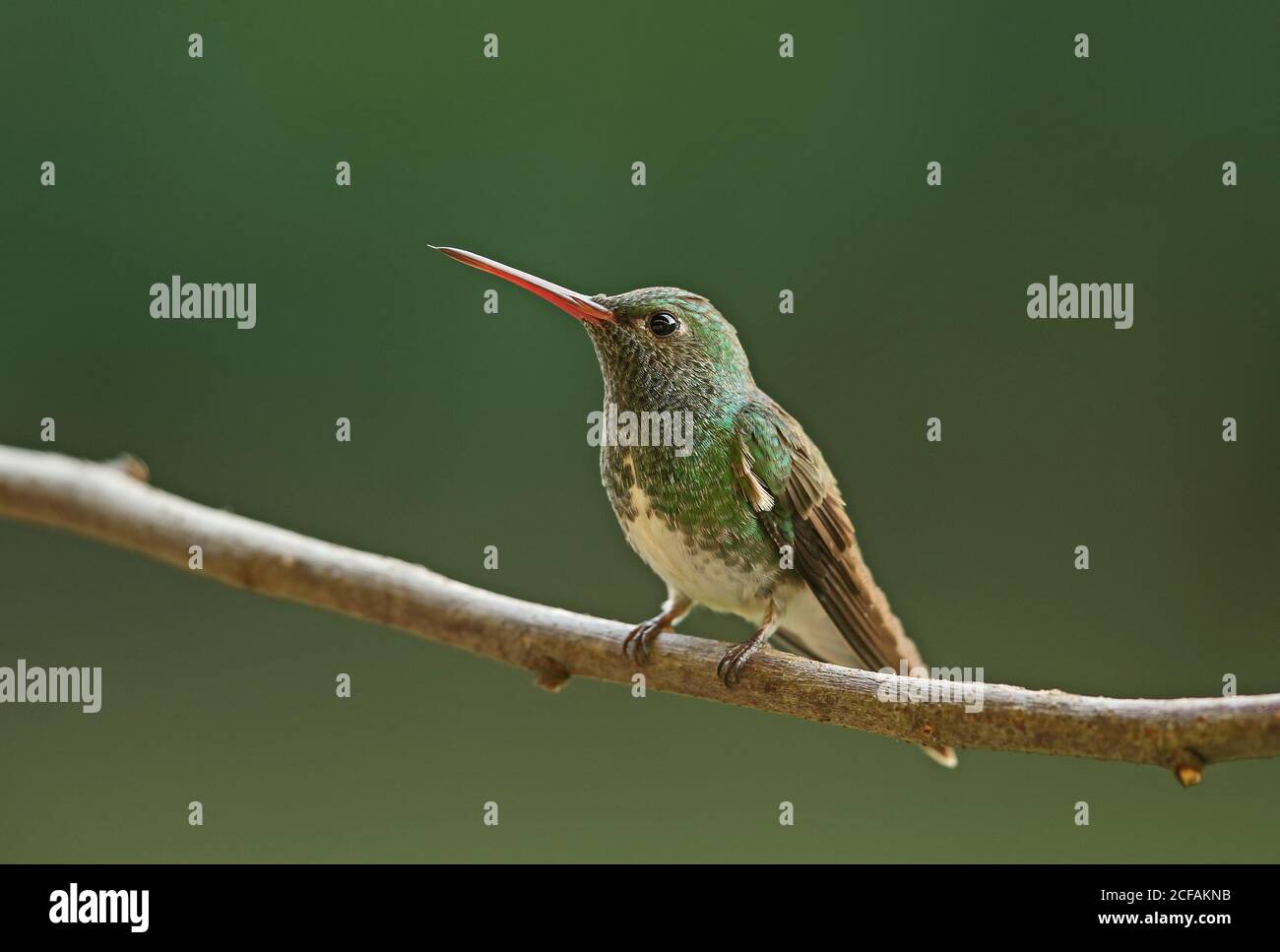 Glittering-throated Emerald (Amazilia fimbriata tephrocephala) adult perched on branch  REGUA, Atlantic Rainforest, Brazil    July Stock Photo