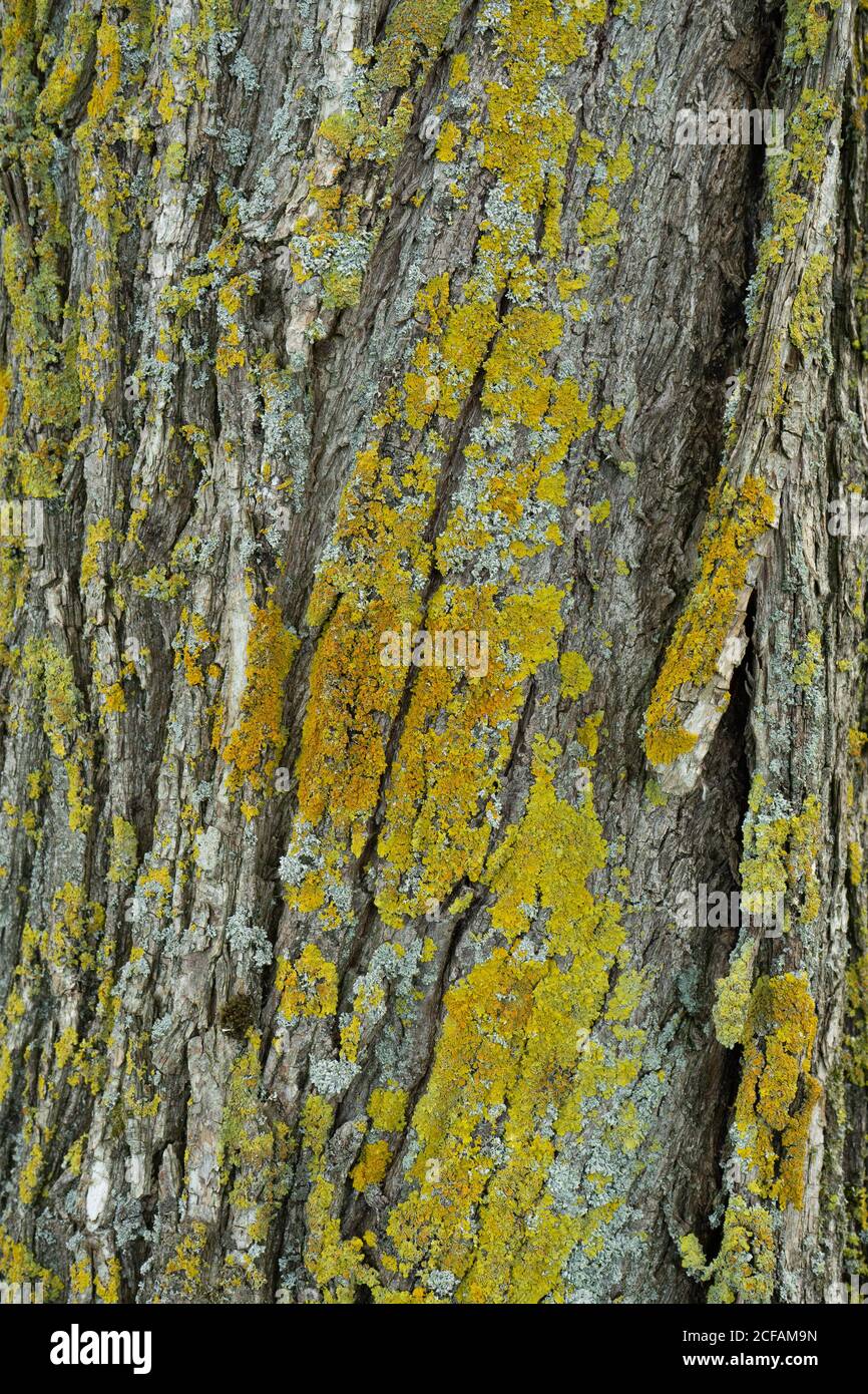 Closeup Rough Tree Bark Greenyellow Moss Texture Stock Photo Alamy