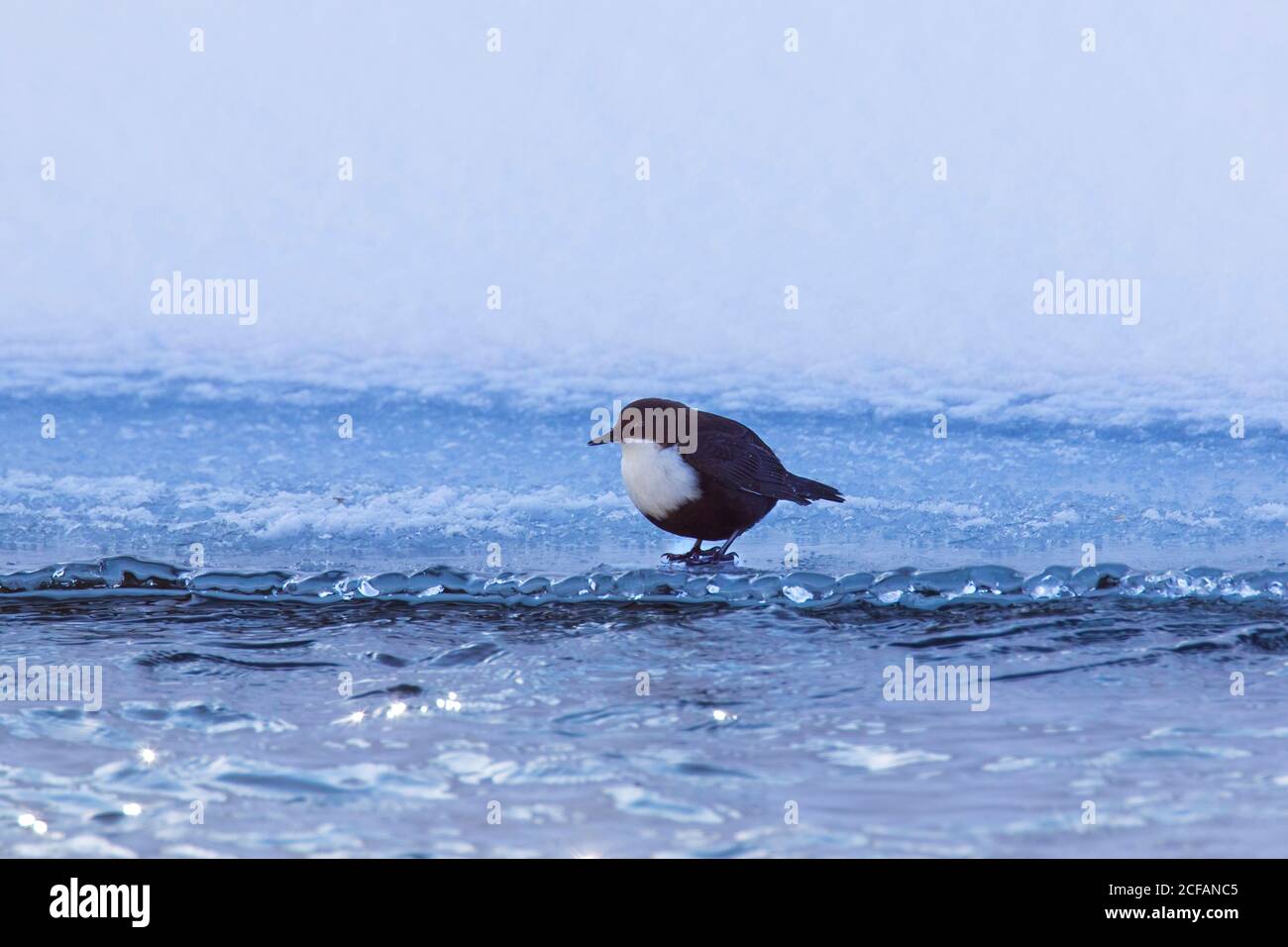 White-throated dipper / European dipper (Cinclus cinclus) standing on ice of partially frozen stream along snow covered river bank in winter Stock Photo