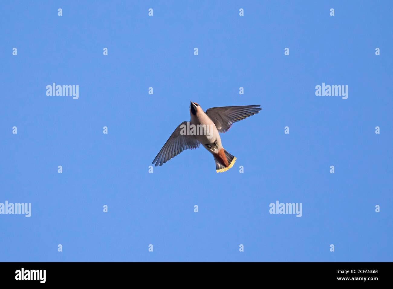 Migrating Bohemian waxwing (Bombycilla garrulus) in flight against blue sky Stock Photo
