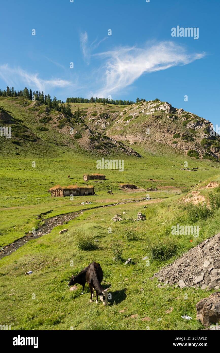 Magnificent scenery of rocky terrain with green grass and cows pasturing on meadow in summer Stock Photo