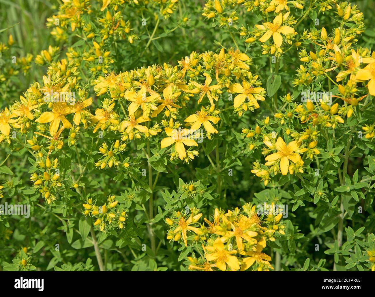 Blooming St. John's Wort, Hypericum perforatum Stock Photo Alamy