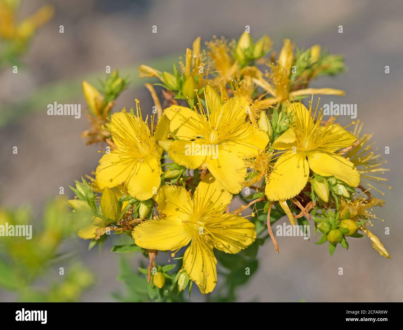 Blooming St. John's Wort, Hypericum perforatum Stock Photo