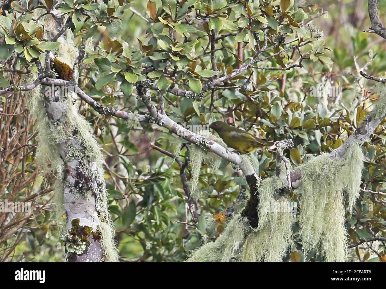 Grey-winged Cotinga (Tijuca condita) adult perched on branch, endemic, endangered  Caledonia, Atlantic Rainforest, Brazil    June Stock Photo