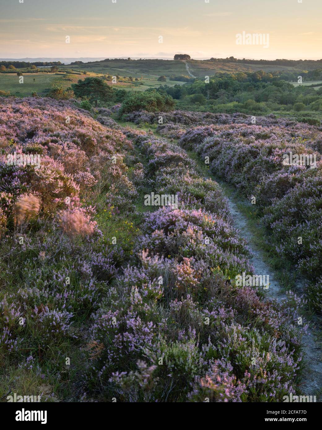 Heather in bloom on Ashdown Forest. Hartfield, East Sussex, England Stock Photo