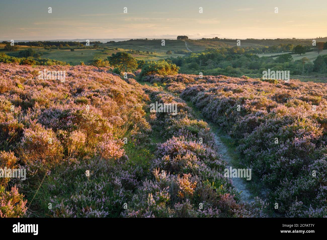 Heather in bloom on Ashdown Forest. Hartfield, East Sussex, England Stock Photo
