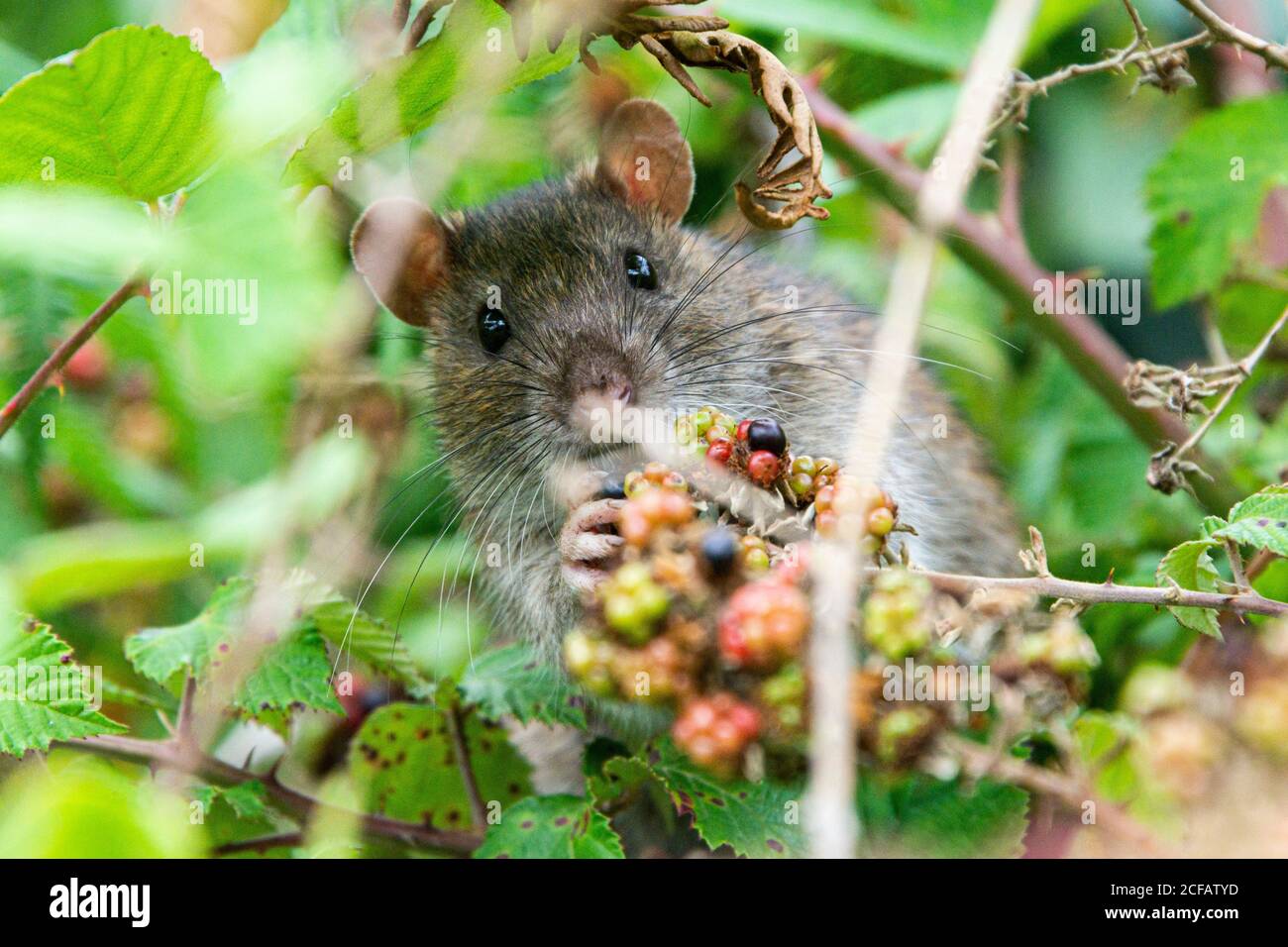 A brown rat (Rattus norvegicus) feeding on the berries of a wild blackberry (Rubus) Stock Photo