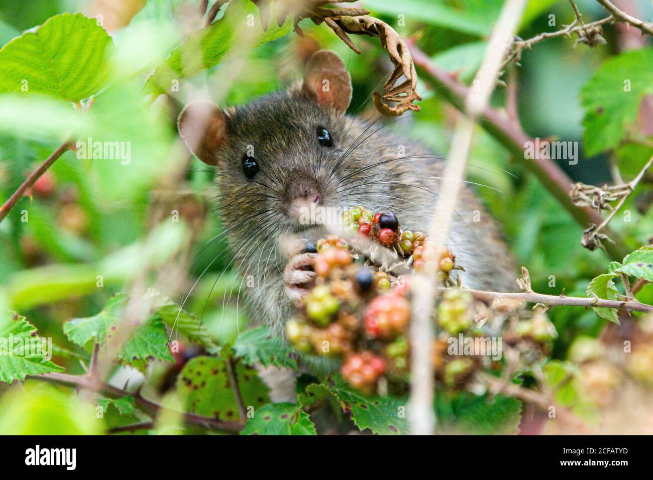 Rat with fruit hi-res stock photography and images - Alamy