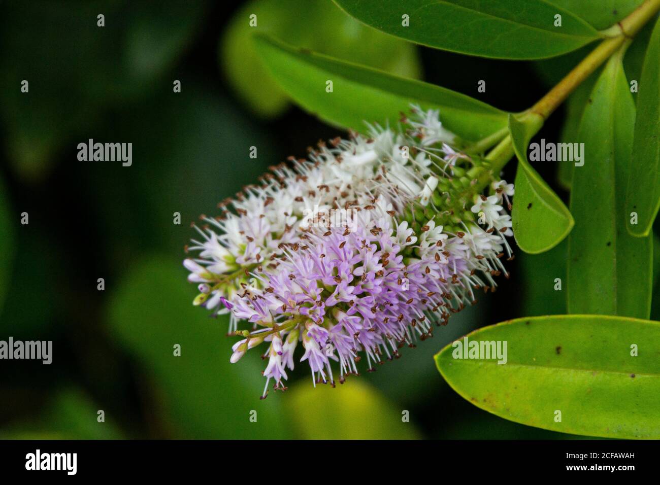The flower spike of a Hebe (Veronica sect. Hebe) Stock Photo