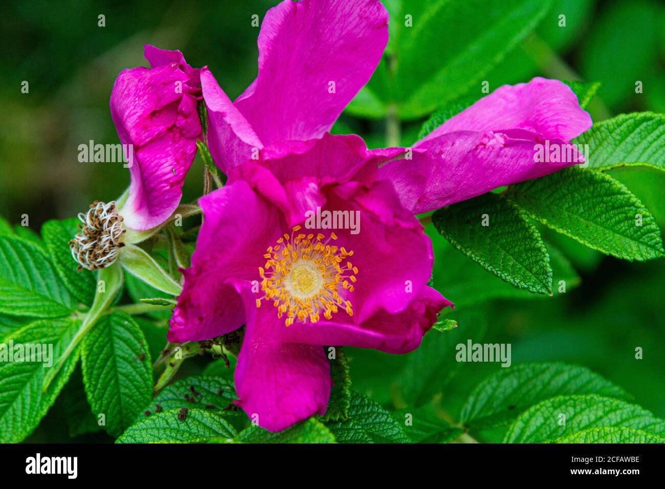 beach rose (Rosa rugosa) Stock Photo