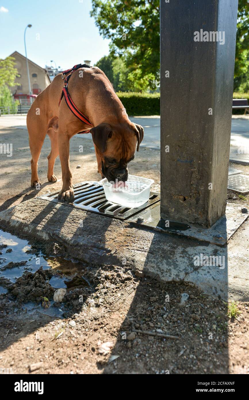 Boxer dog thirsty is drinking water from a fountain Stock Photo - Alamy