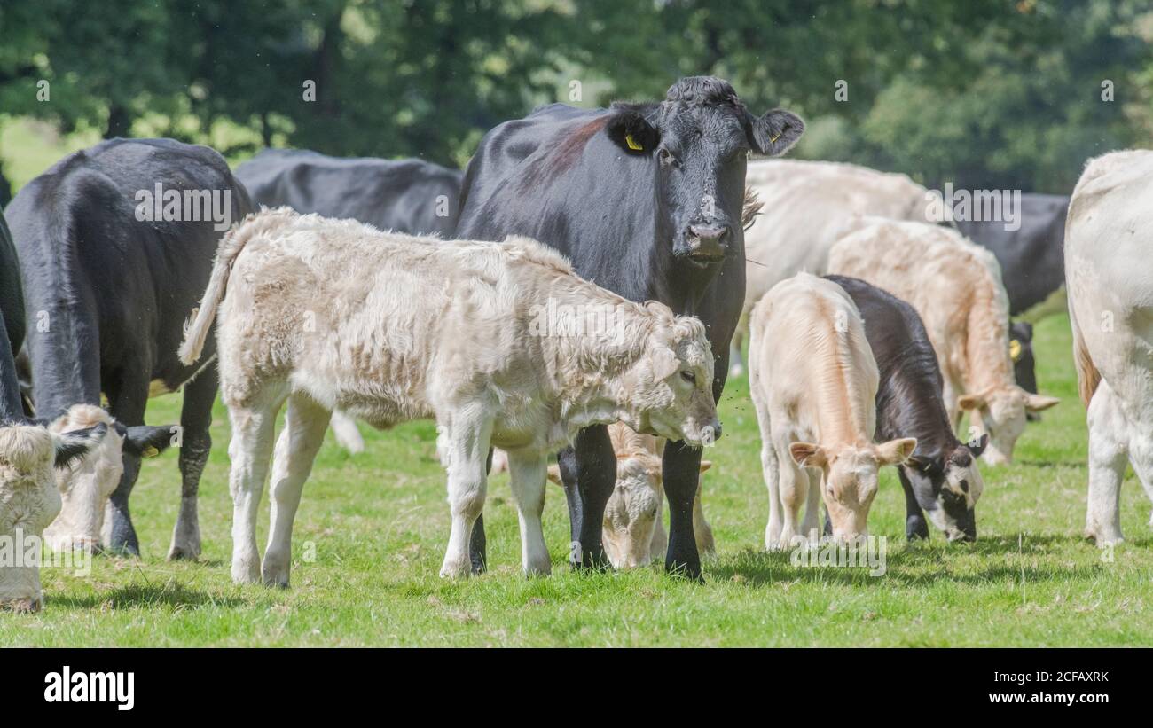 16:9 format. Black cow looking at camera & surrounded by young baby bulls. For UK livestock farming, British beef, young cow, farm animals Stock Photo
