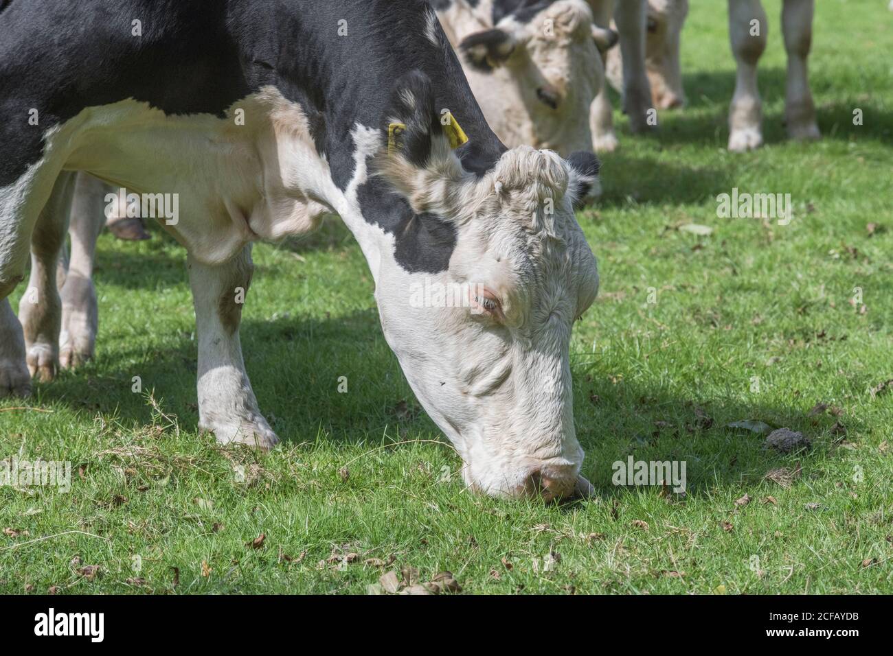 Black and white cattle hi-res stock photography and images - Alamy