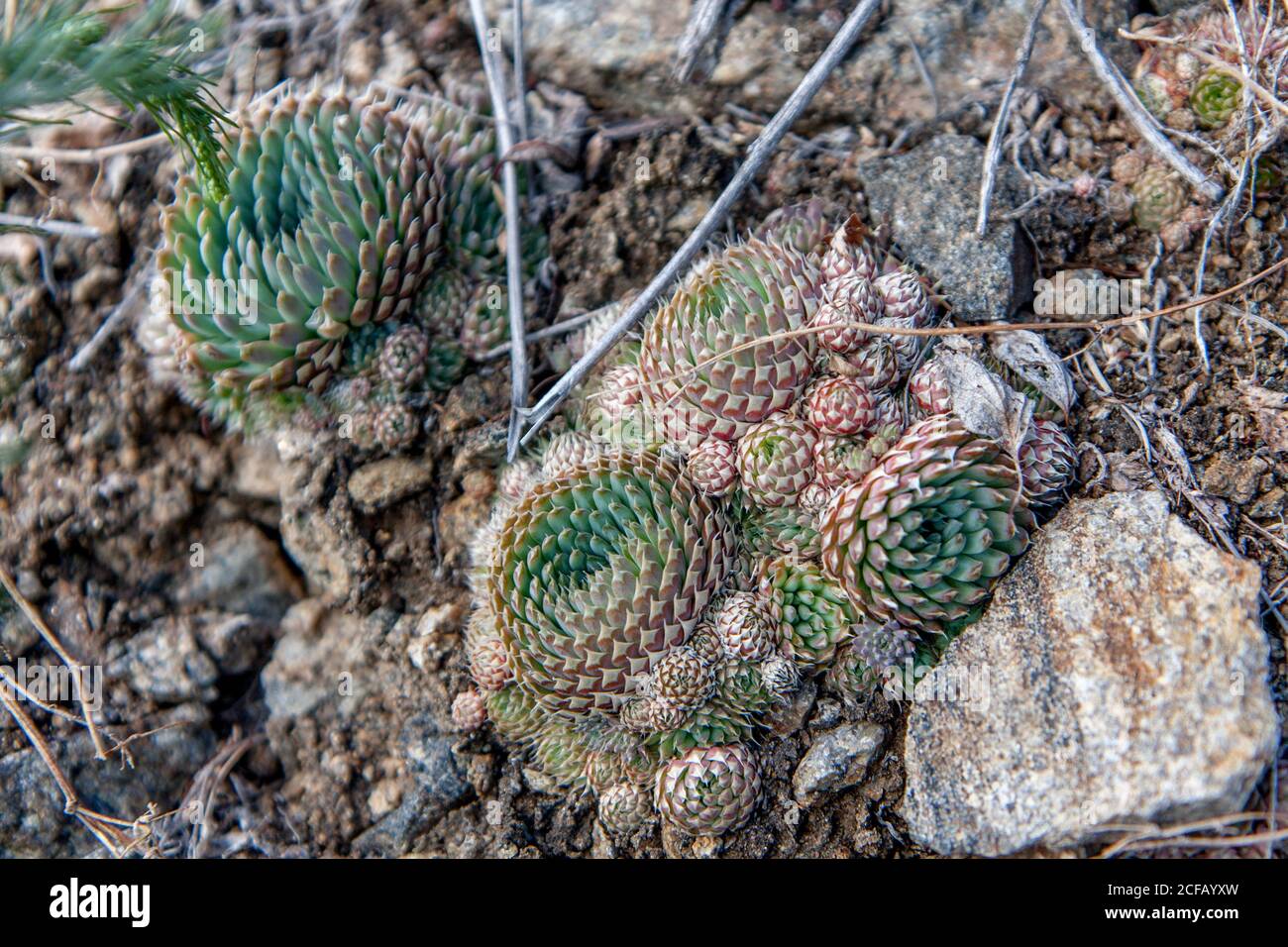 Siberian cactus is a succulent plant growing wild in Siberia on mountain and steppe hills. Stock Photo