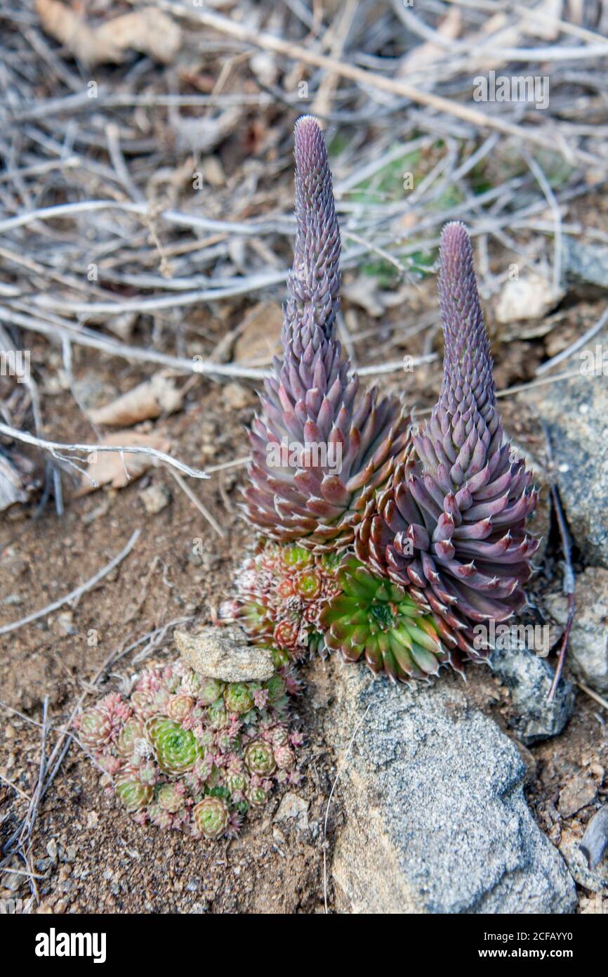Siberian cactus is a succulent plant growing wild in Siberia on mountain and steppe hills. Stock Photo
