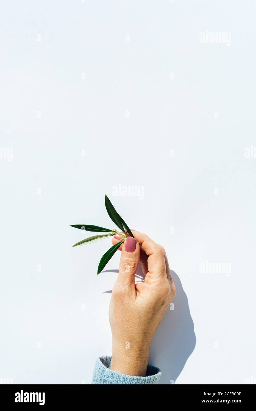 Hand holding olive branch hi-res stock photography and images - Alamy