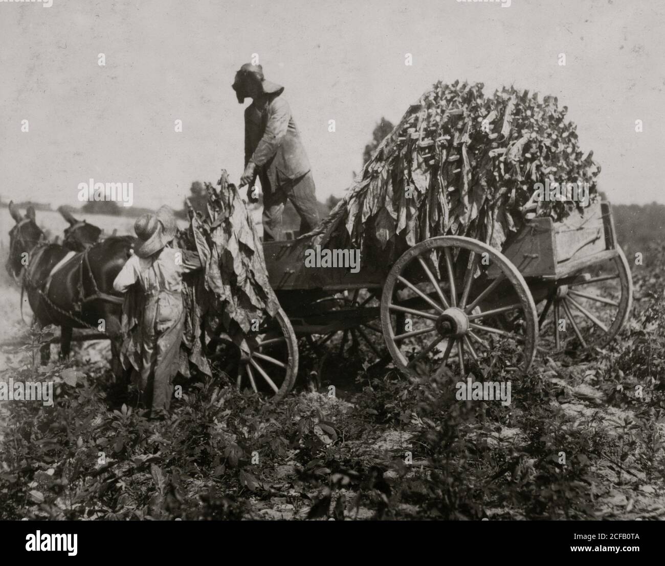 Tobacco wagon hi-res stock photography and images