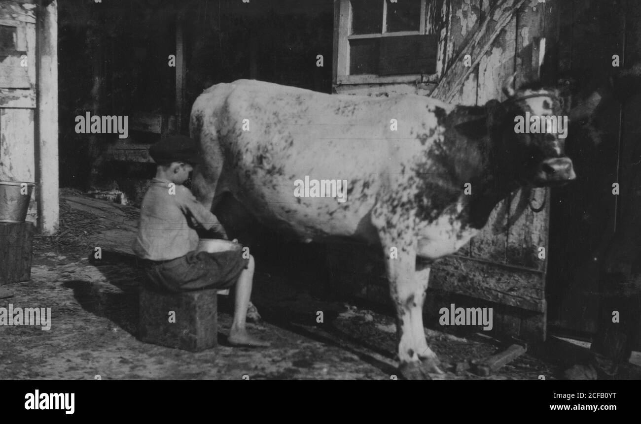 Milking a cow Stock Photo Alamy