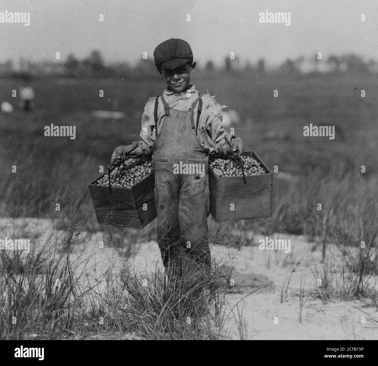 Peula Amava, 8 years old carries the cranberries and tends baby between times. Stock Photo