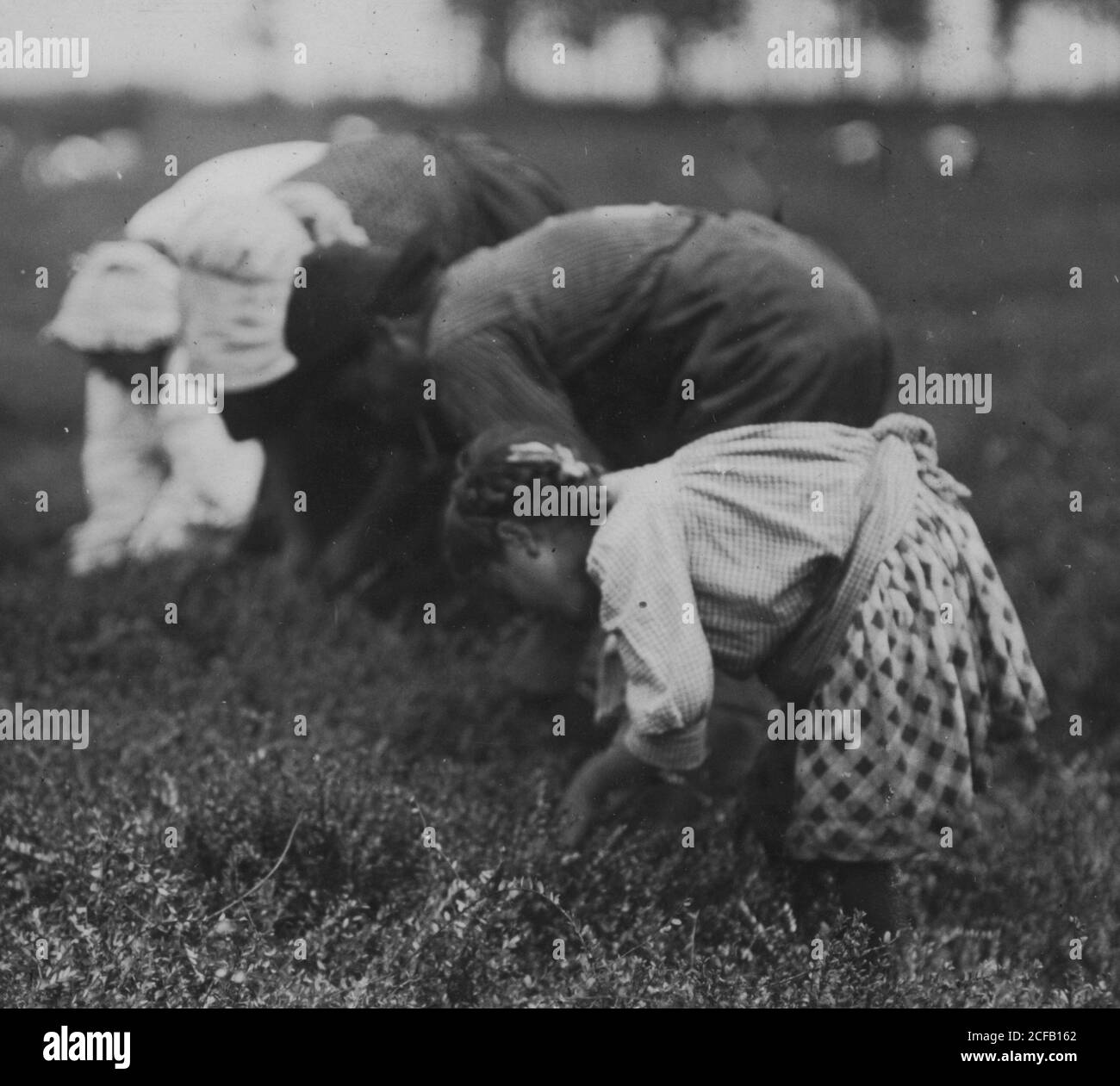 Tenjeta Calone, Philadelphia, 10 years old. Been picking cranberries 4 years. Stock Photo
