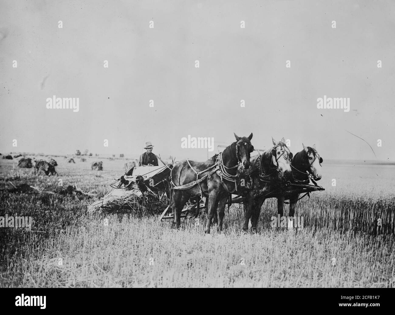 Oat Field Plowed at Fort Peck Indian Reservation Stock Photo