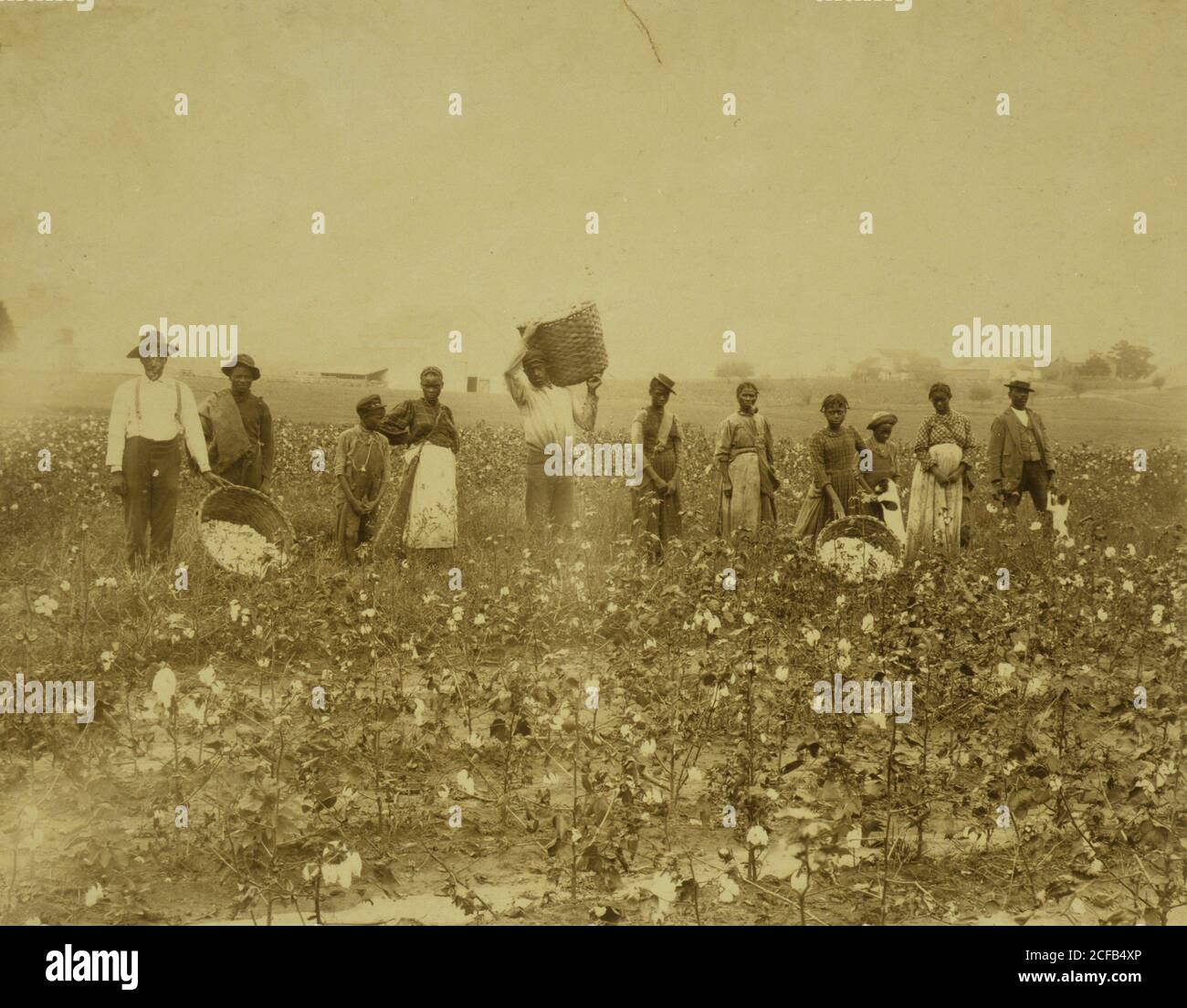 Land of cotton Stock Photo Alamy