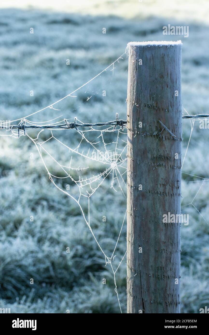 A fence post with a spider web or cobweb that has been frozen on a crisp winter morning Stock Photo