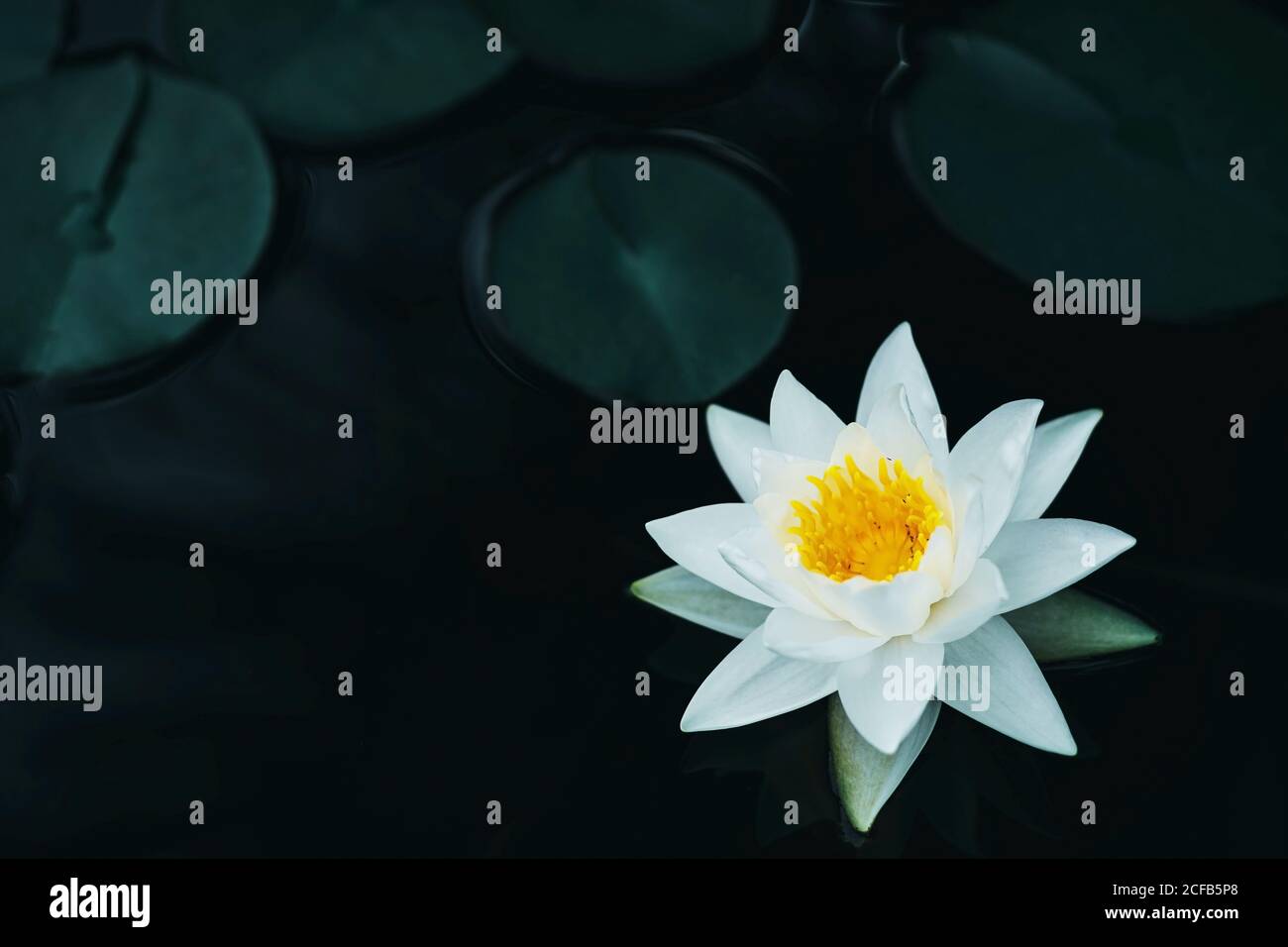 Beautiful White Flowers On Water Close Up Image Stock Photo Alamy