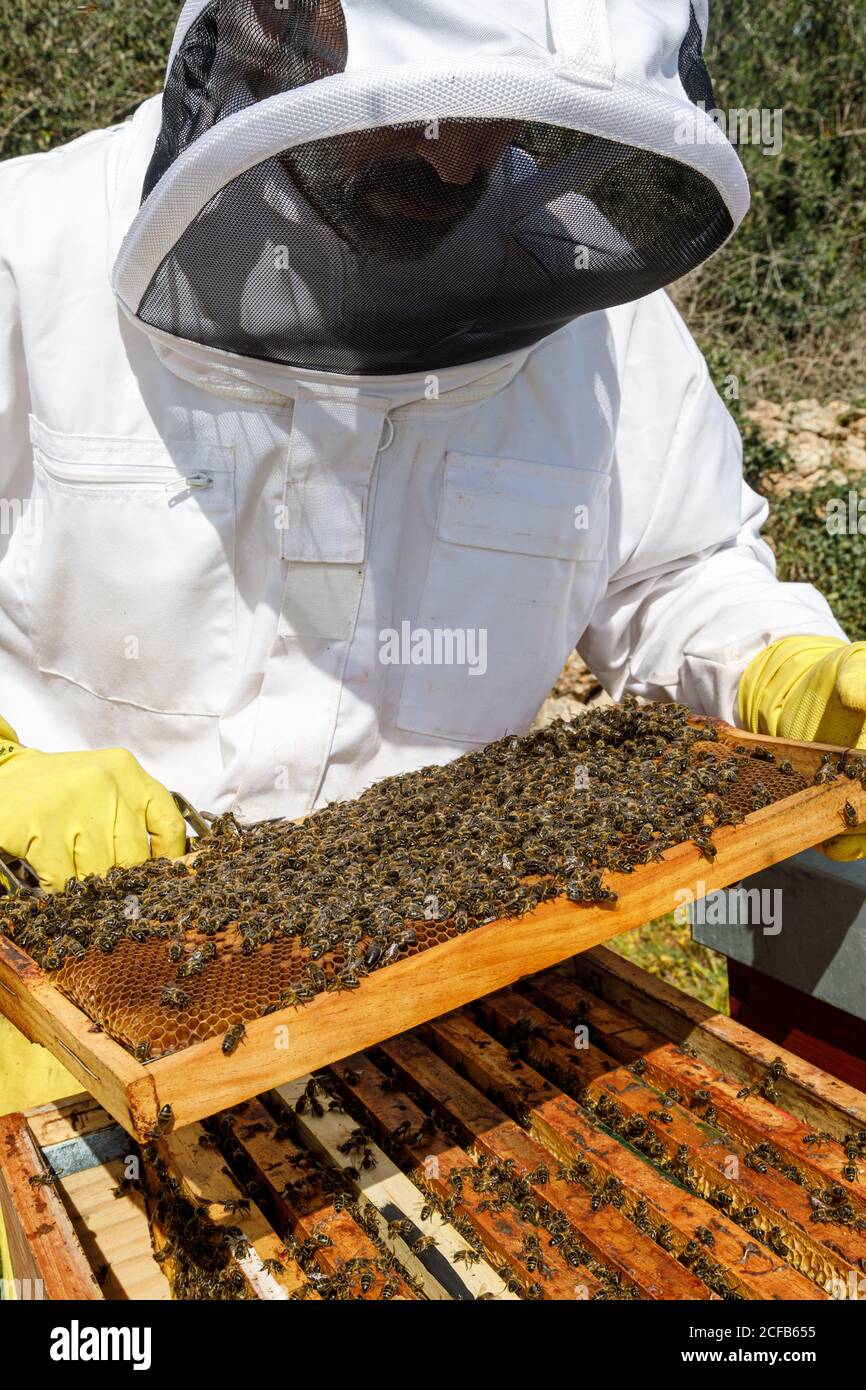 Male beekeeper in white protective work wear holding honeycomb with bees while collecting honey in apiary Stock Photo