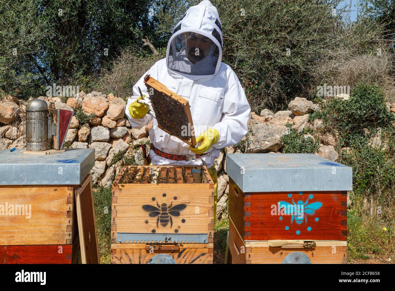 Male beekeeper in white protective work wear holding honeycomb with bees while collecting honey in apiary Stock Photo