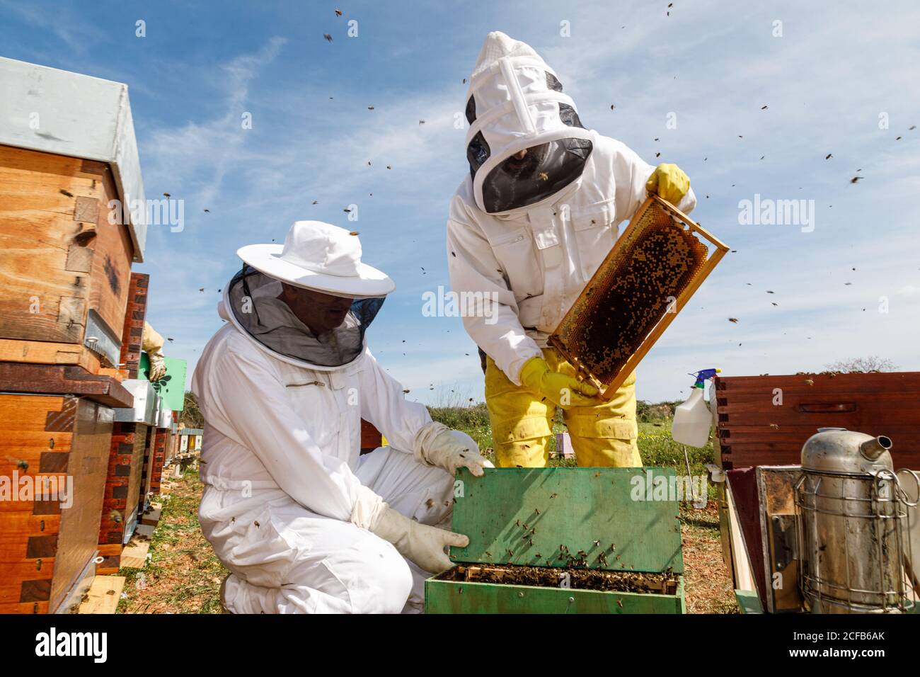 Professional male and female beekeepers inspecting honeycomb with bees while working in apiary in summer day Stock Photo