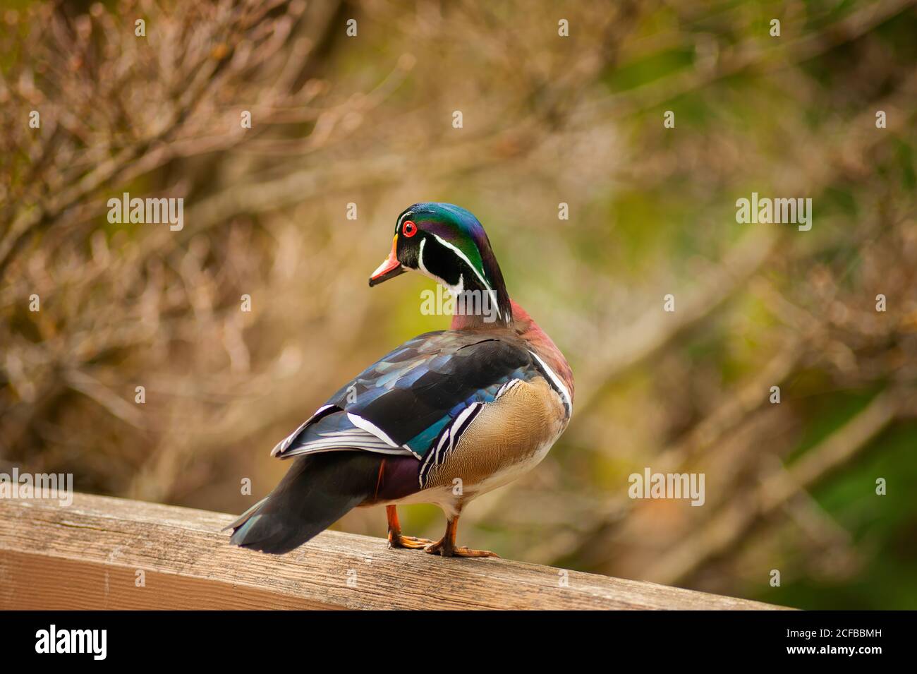 close up of a male wood duck standing on a wood railing Stock Photo