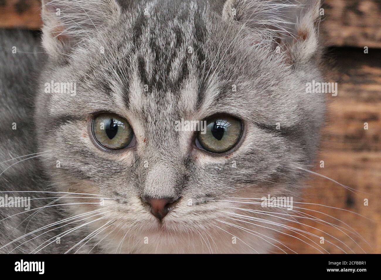 Selective focus shot claw hi-res stock photography and images - Alamy